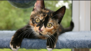 How to Make Your Home Cat-Friendly